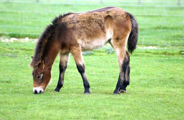 Pony. pony pastando en un campo —  Fotos de Stock