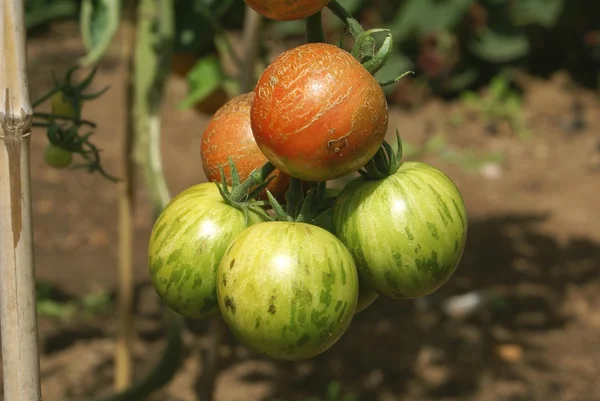 Tomatoes growing on a vine — Stock Photo, Image