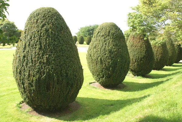 Formklippta buskar. träd. Yew topiary — Stockfoto