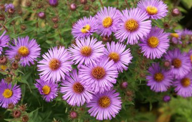 Aster amellus. Avrupa Michaelmas'la Daisy. Mikael Daisy