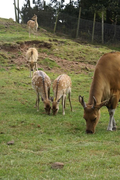 Deer. Barasingha. swamp deer. Asian deer. Indian deer — Stock Photo, Image