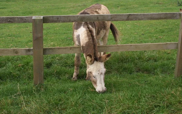 Burro a pastar através da cerca de madeira. pastoreio de burro em um campo ou uma fazenda — Fotografia de Stock