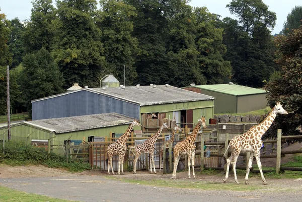 Girafa. girafas. girafas em um zoológico, safári ou um parque de safári — Fotografia de Stock