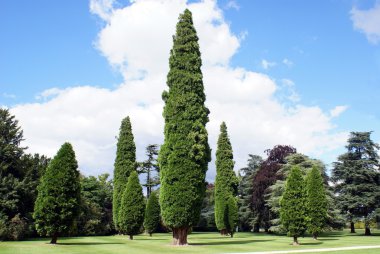 Ağaçlar. Bahçe. Park. açık görünüm.