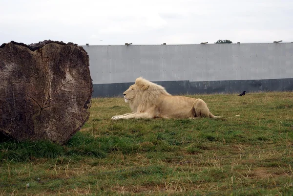 Лев в зоопарке, сафари или сафари-парке — стоковое фото