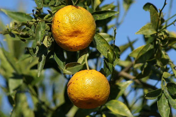 Tangerines growing on a branch — Stock Photo, Image