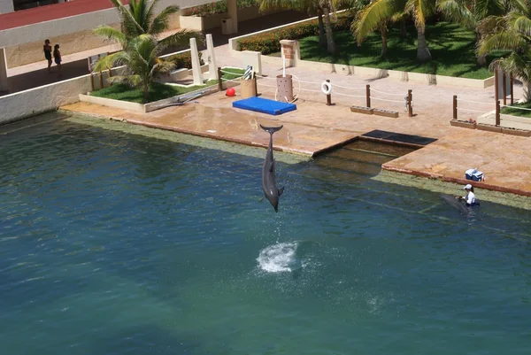 Dolphin jumping in a pond — Stock Photo, Image