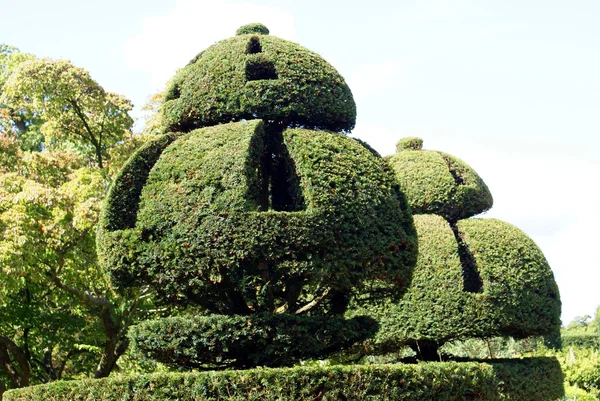 Topiary trees — Stock Photo, Image