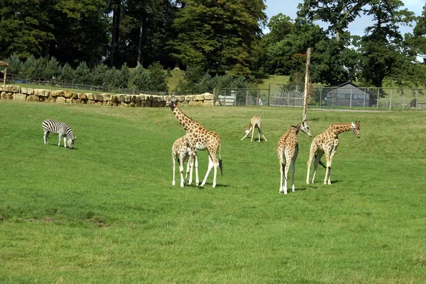 Girafas. Zebra. Jardim zoológico . — Fotografia de Stock