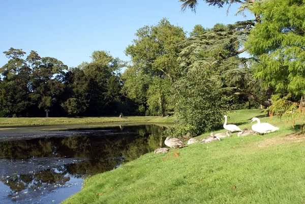 Escena junto al lago — Foto de Stock