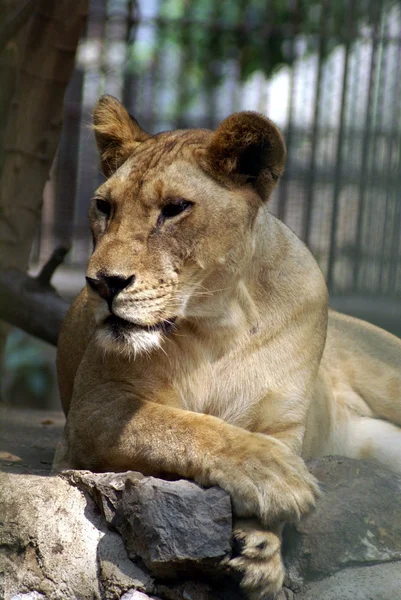 लिओनेस. प्राणीसंग्रहालय मध्ये सिंहासन — स्टॉक फोटो, इमेज