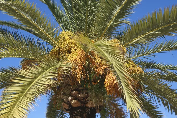 Fruta tropical. datas que crescem em uma palmeira — Fotografia de Stock