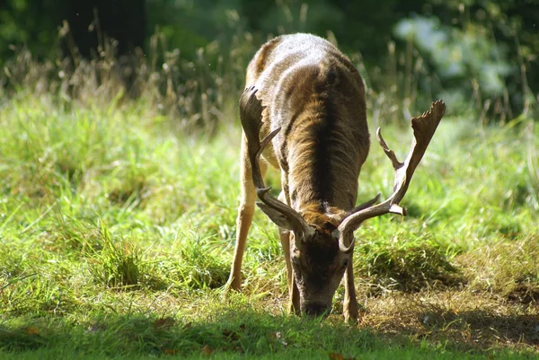 Reindeer. stag. deer. Christmas — Stock Photo, Image