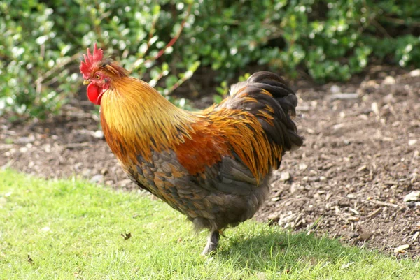 Coq. Un coq. poulet mâle. Du poulet. oiseau de ferme . — Photo