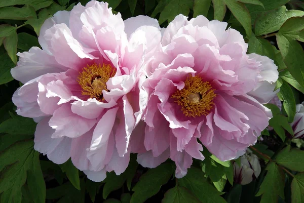 Couple of pink roses — Stock Photo, Image