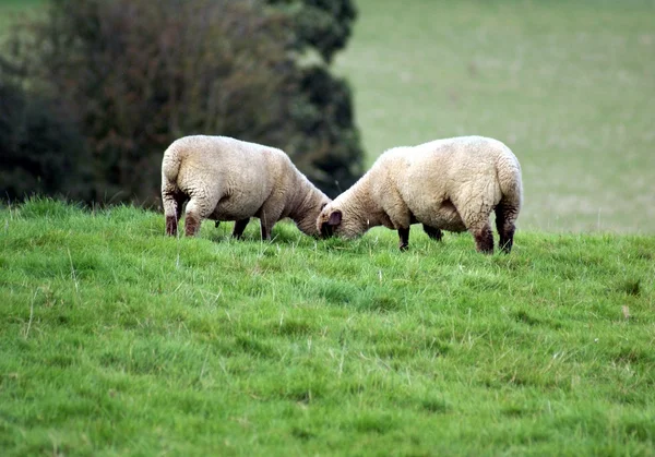 Sheep grazing in a field — Stock Photo, Image