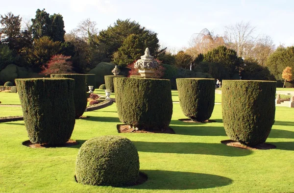 Topiary stromy. topiary tis. zahrada. Park — Stock fotografie