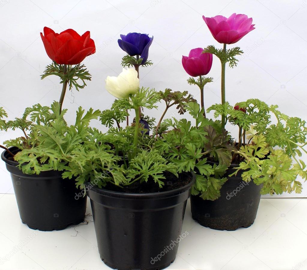 Anemone in pots Stock Photo by ©rose4 60182019