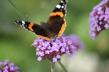 Amiral kelebek. Kırmızı Amiral. Kırmızı Amiral kelebek. Vanessa atalanta
