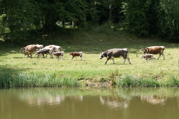 Um rebanho. gado. vacas e vitelos em um campo — Fotografia de Stock