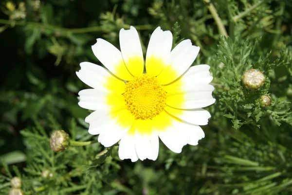 Vita och gula våren vilda daisy — Stockfoto