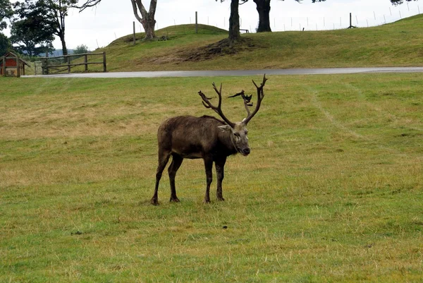 Reindeer. caribou. deer. stag — Stock Photo, Image