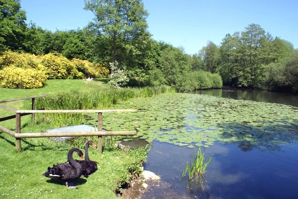 Lakeside scene, Leeds castle garden, Kent, England — Stock Photo, Image