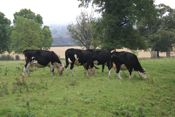 Стадо корів. худоба — стокове фото