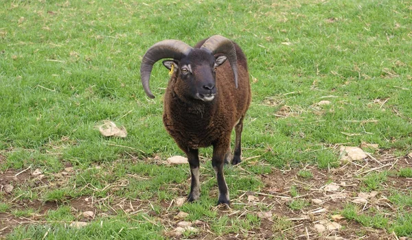 RAM-minne. får — Stockfoto