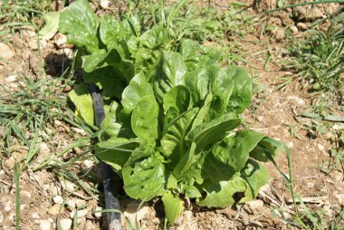 Bir sebze bahçesi, arazi veya alanda büyüyen marul