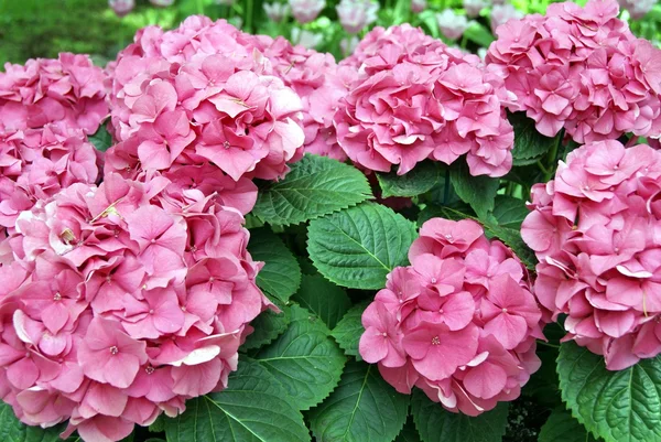 Flor de gerânio rosa — Fotografia de Stock