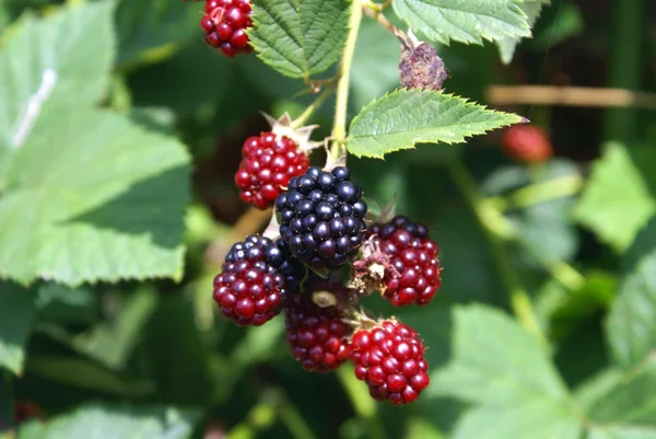 Arbusto de amora. Amora preta. cultivar arbusto de amora. crescimento da árvore de amora — Fotografia de Stock