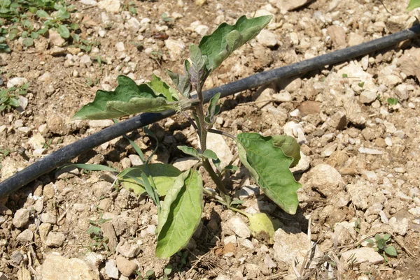 Aubergine plant. aubergine plant groeit in een tuin — Stockfoto