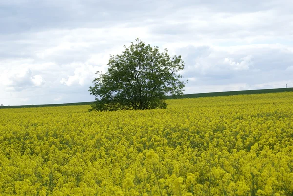 Rapeseed in a field. field of rapeseed — Stock Photo, Image