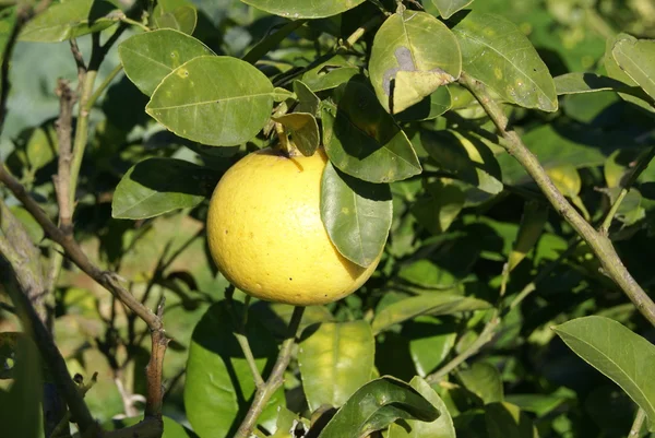 Grapefruit growing on a tree or a branch — Stock Photo, Image