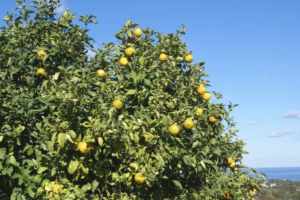 Tangerine fruit tree — Stock Photo, Image
