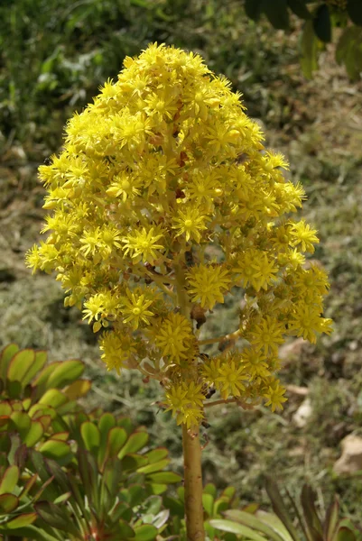 Flor salvaje amarilla mediterránea — Foto de Stock