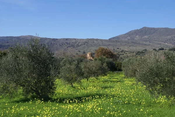 Campo de olivos en temporada de primavera. Paisaje mediterráneo —  Fotos de Stock