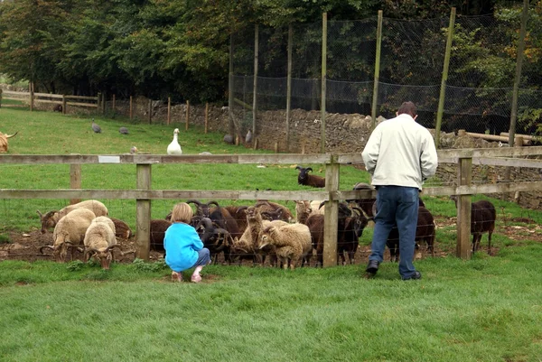 Visitatori di una fattoria — Foto Stock