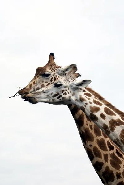 Girafas — Fotografia de Stock