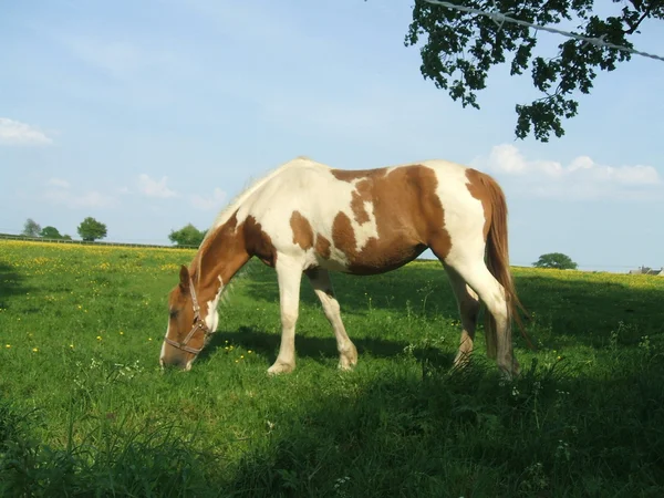 Pasto de cavalo em um campo — Fotografia de Stock