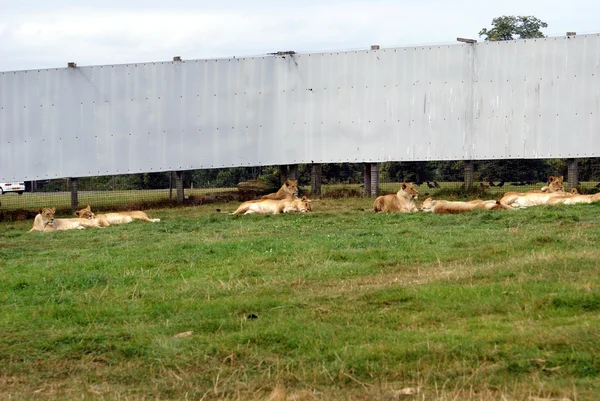Lionesses in a zoo, safari, or safari park — Stock Photo, Image