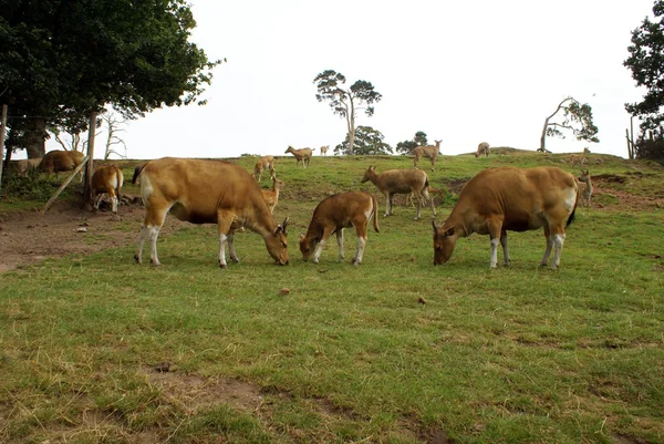 Deer herd — Stock Photo, Image