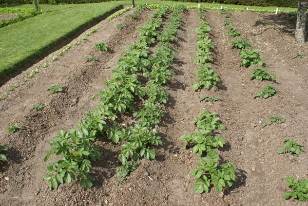 Картофельное растение в огороде — стоковое фото