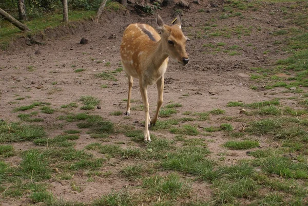 Deer — Stock Photo, Image