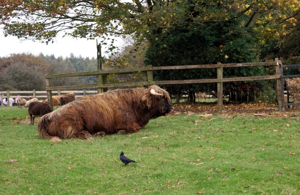 Buffalo. búfalo em uma fazenda — Fotografia de Stock