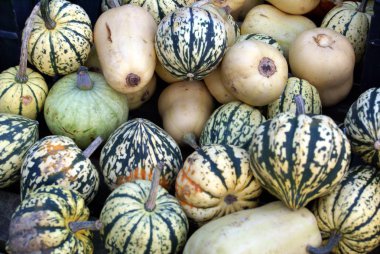 Squash. kemik iliği. sebze