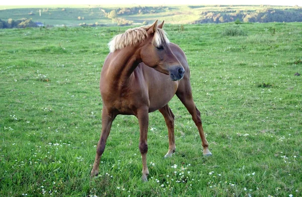 Cavalo — Fotografia de Stock