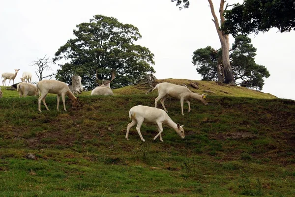 American white deer — Stock Photo, Image