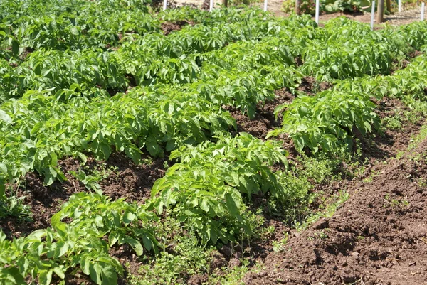 Aardappel plant groeit in een land — Stockfoto